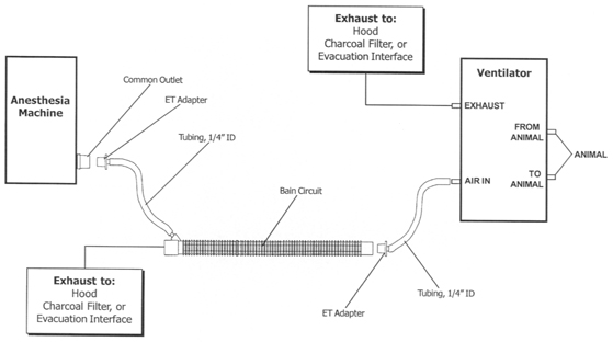 动物麻醉呼吸机连接示意图